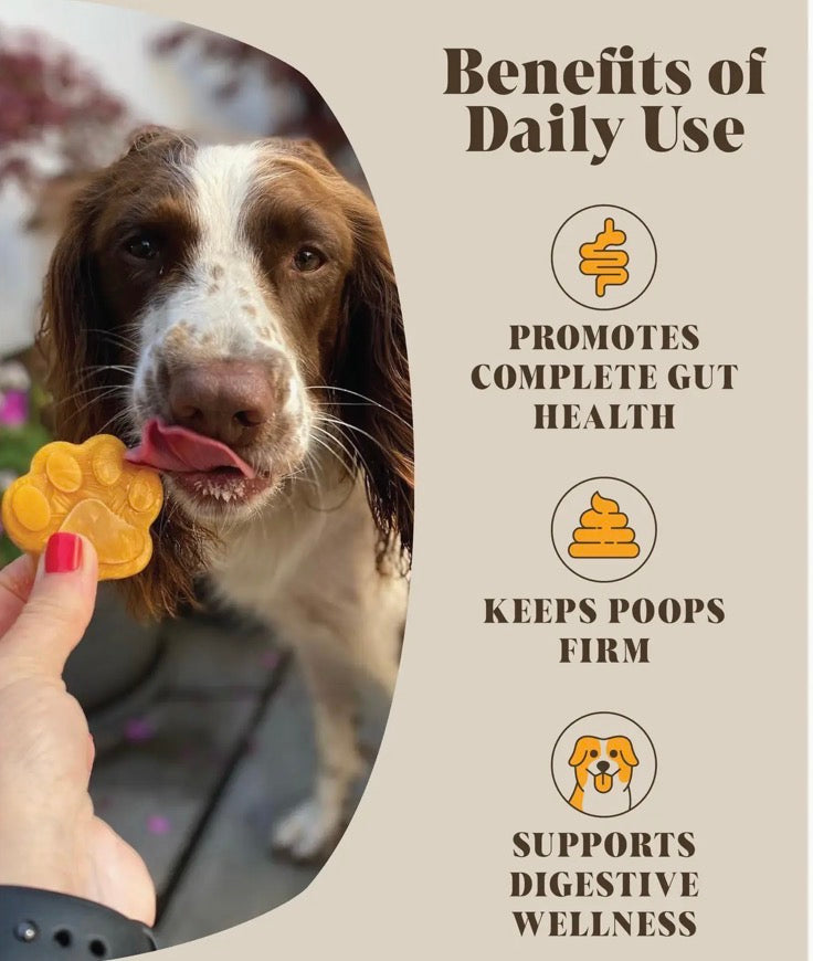 Pumpkin Powder Pre & Probiotic Powder