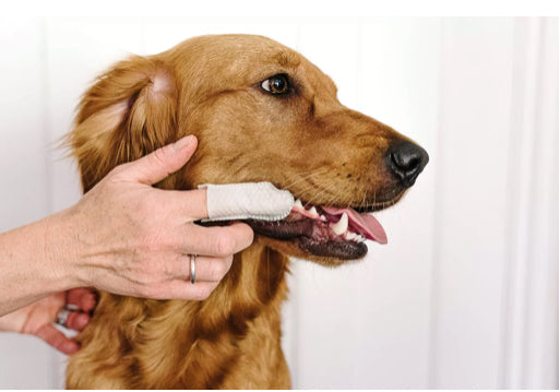 Dental Finger Wipes