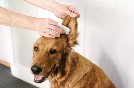 Ear Wipes