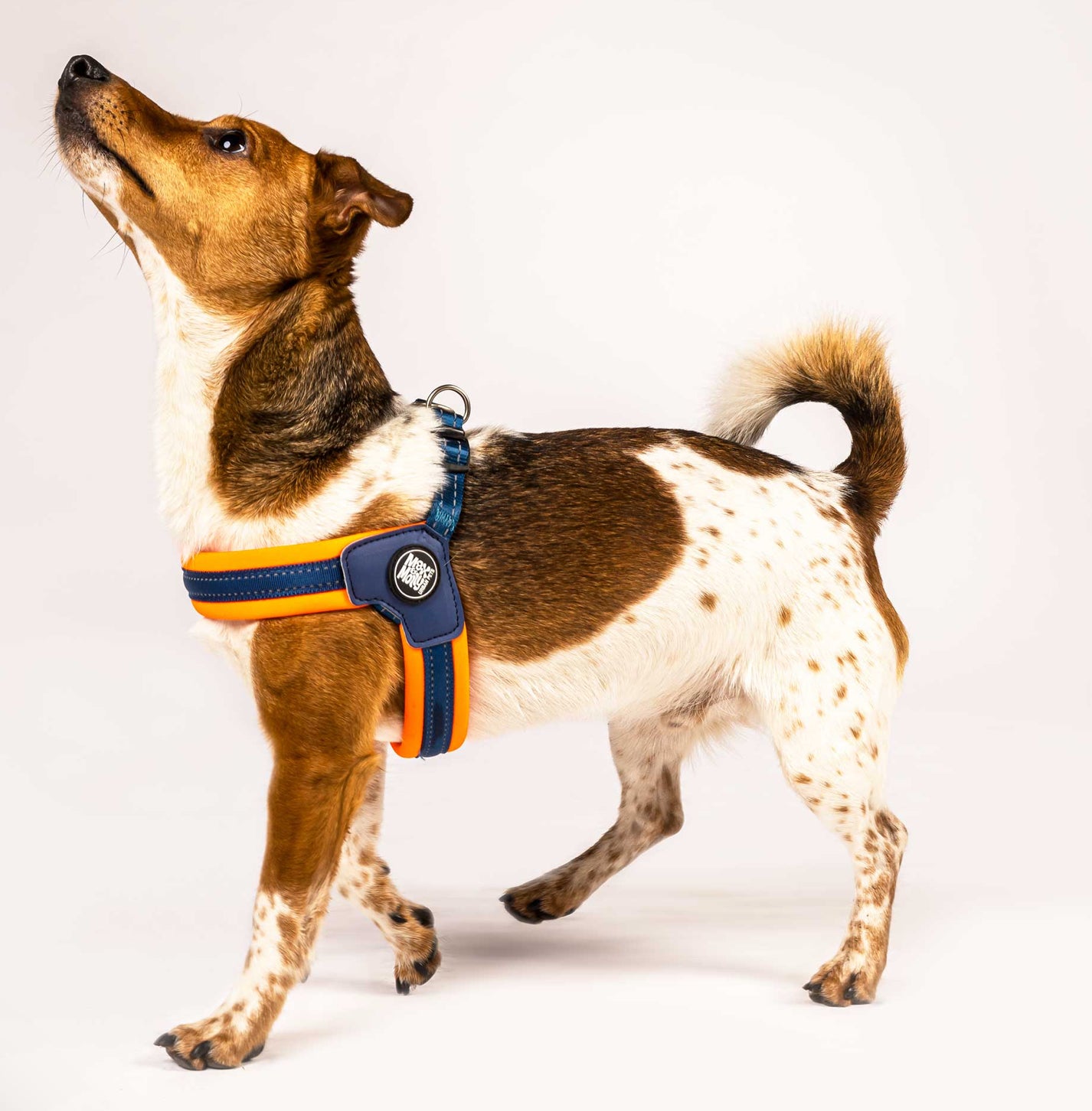 Q Fit Harness