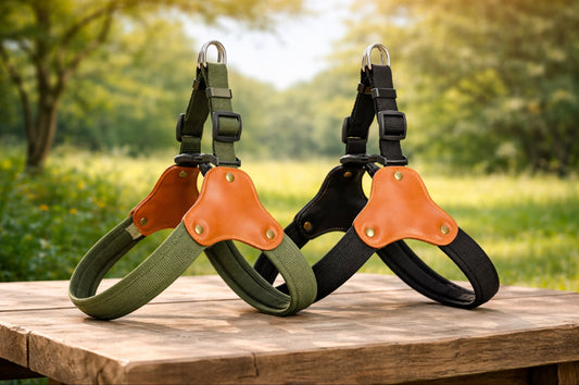 Harness