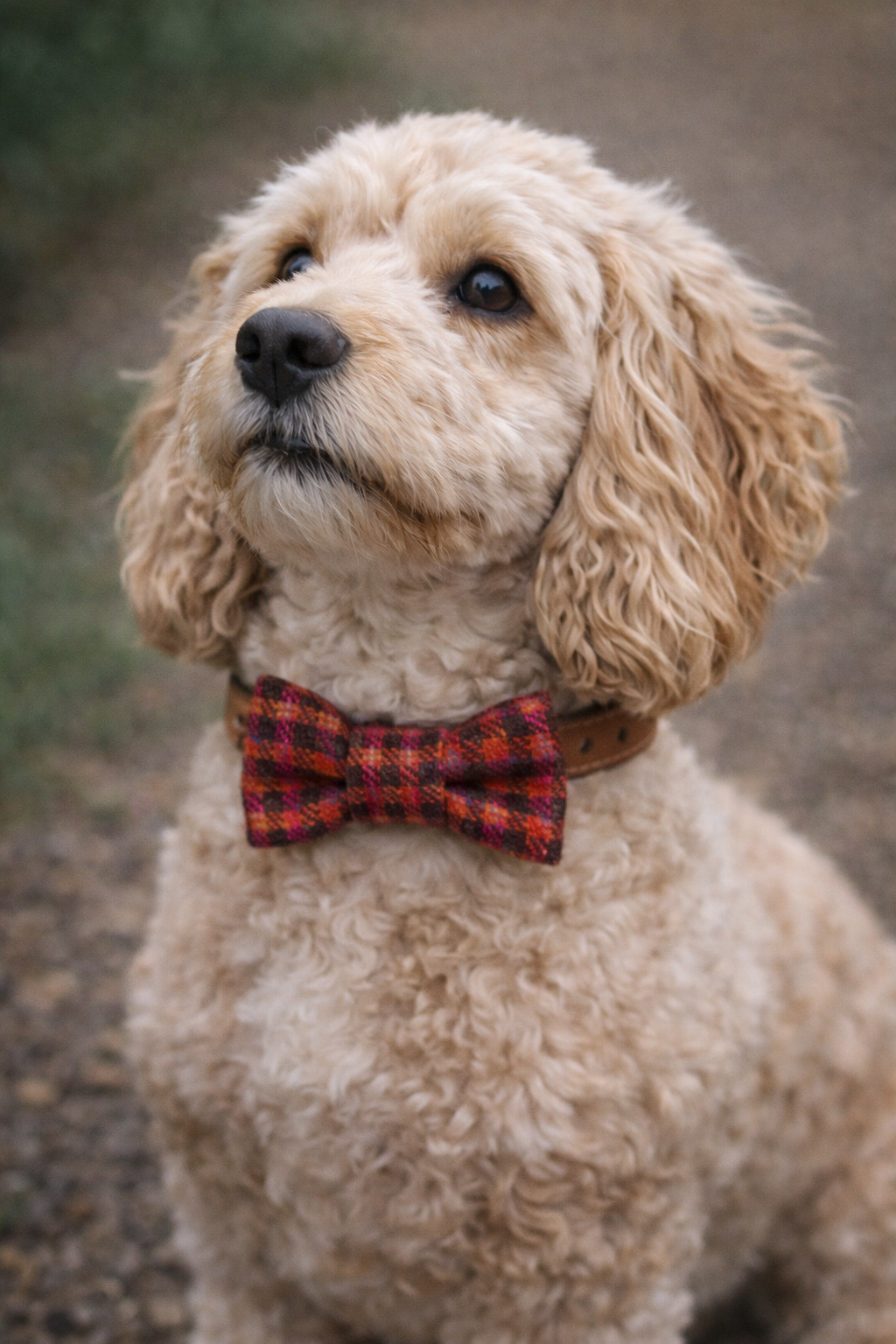 Tweed Bow tie