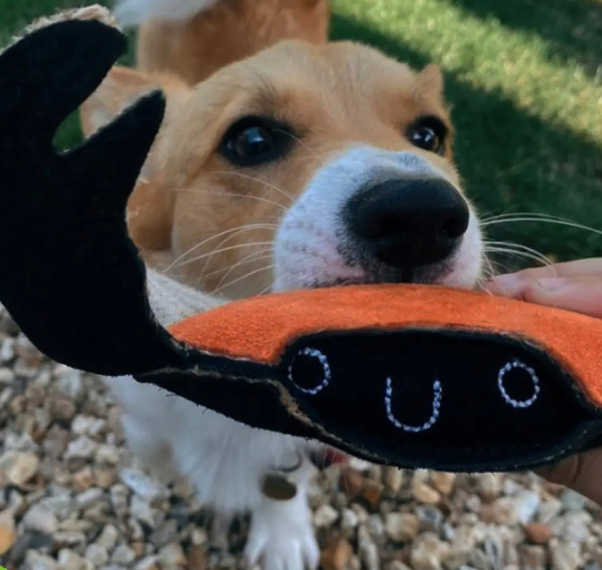 Eco Dog Toy