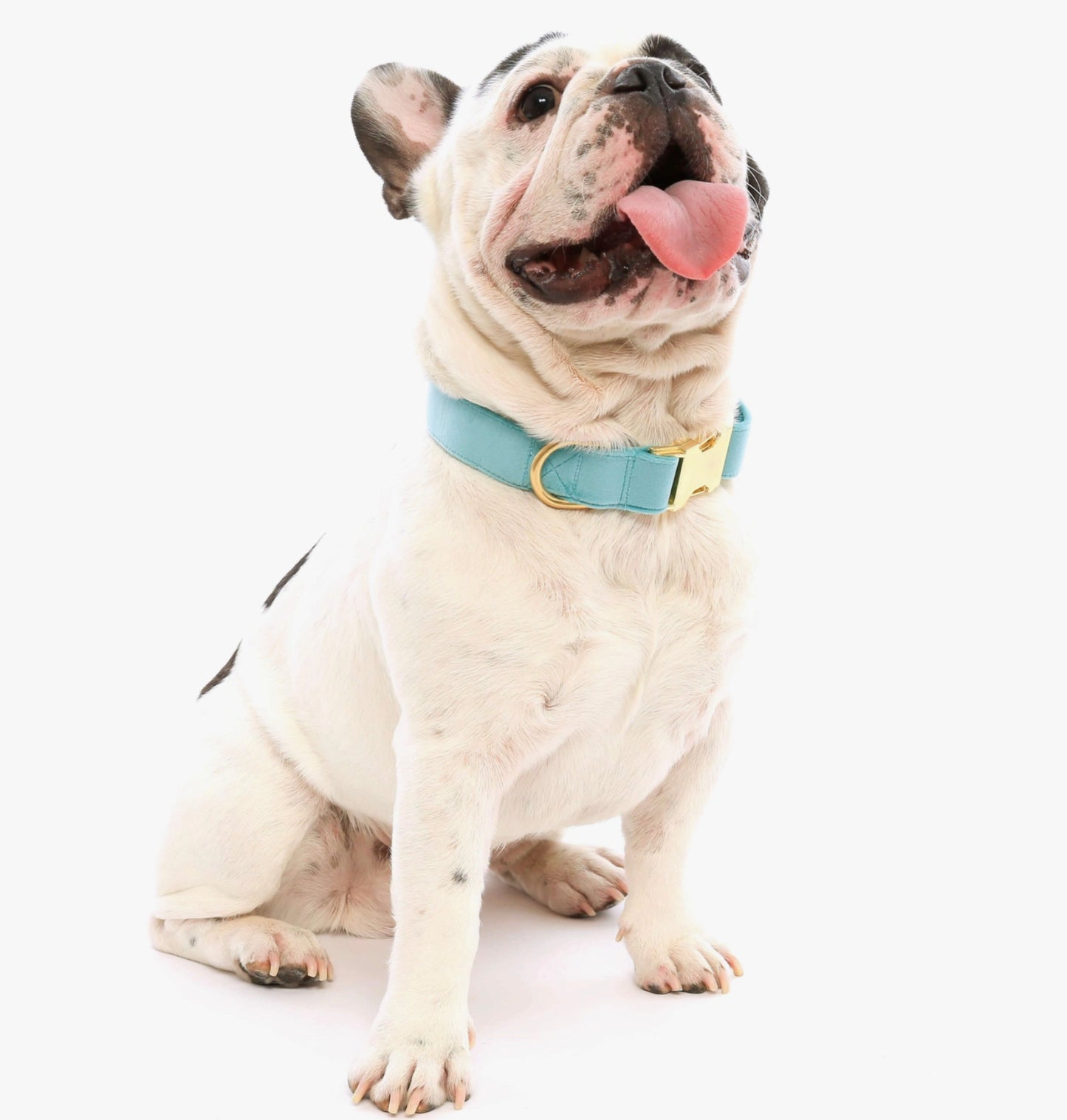 Foggy Dog Duck Egg Blue Dog Collar