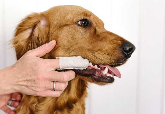 Dental Finger Wipes