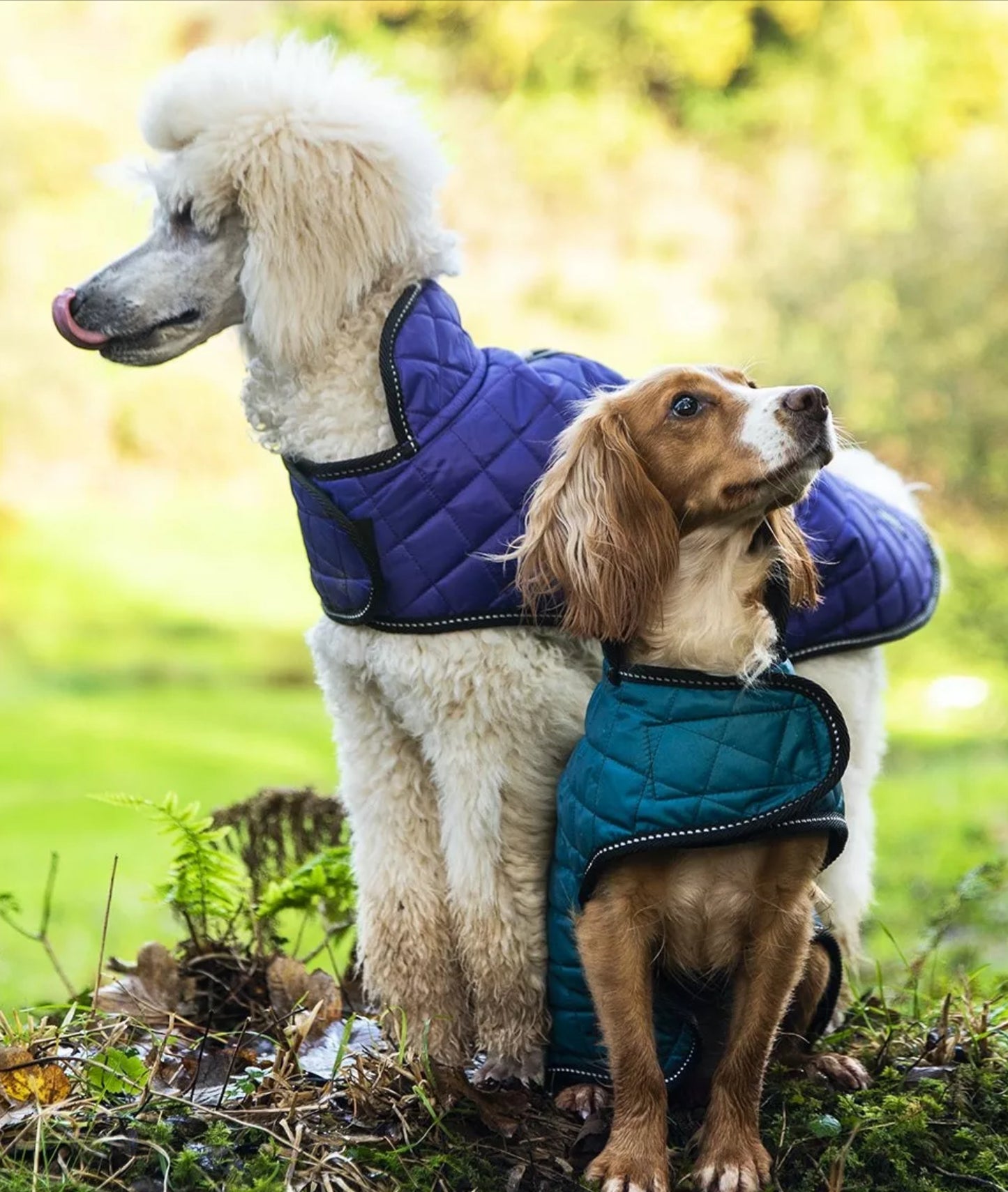 Quilted Dog Coat - Purple