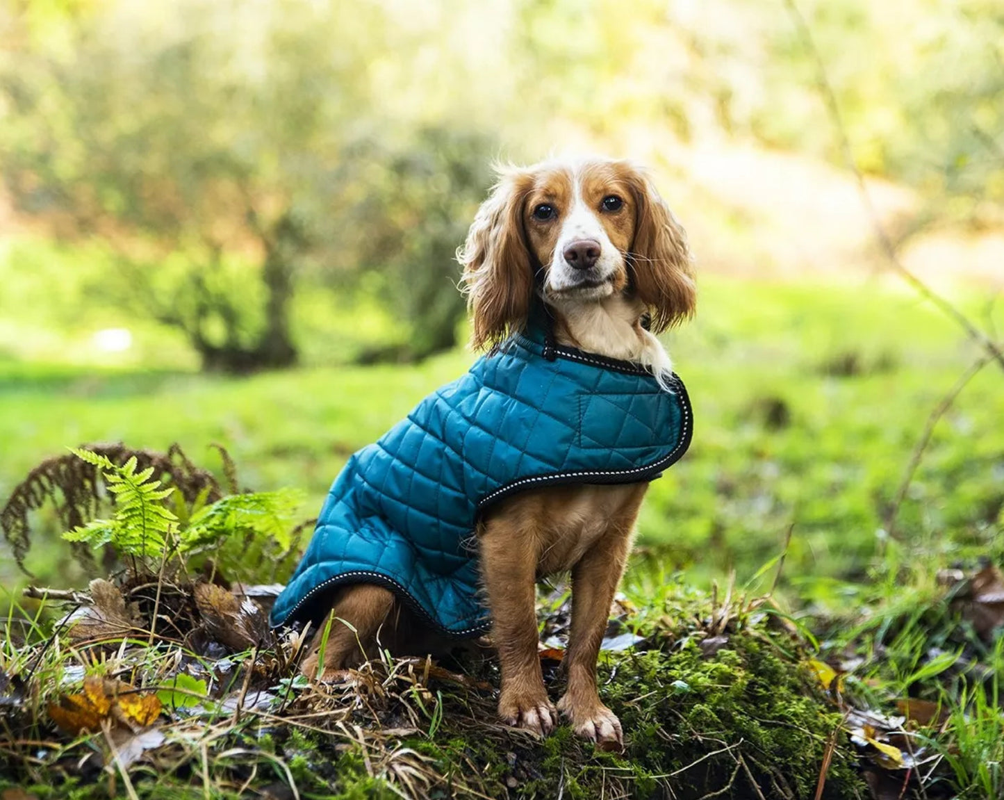 Quilted Dog Coat - Teal