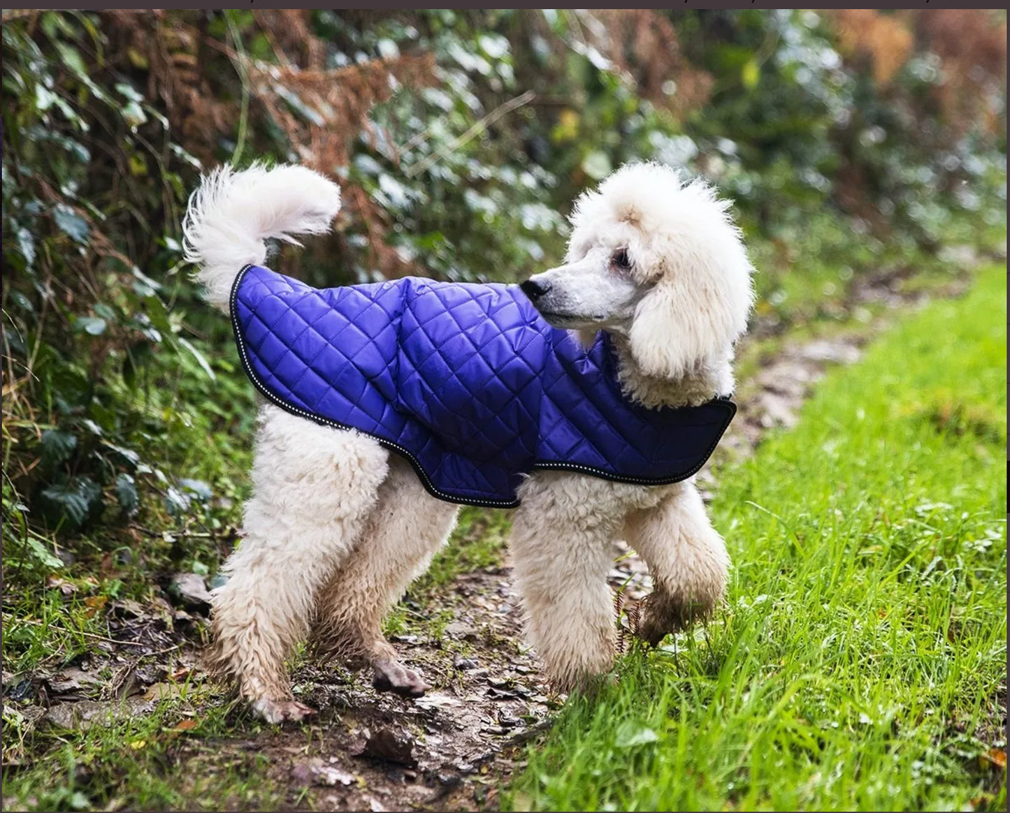 Quilted Dog Coat - Purple