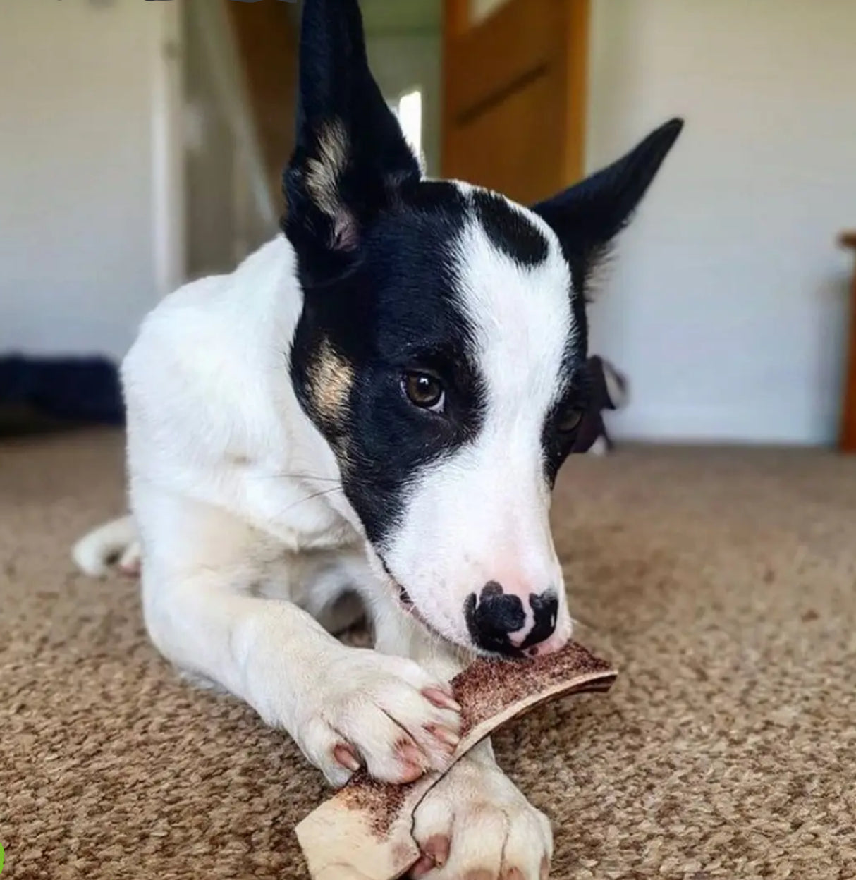 Easy Antler Chews