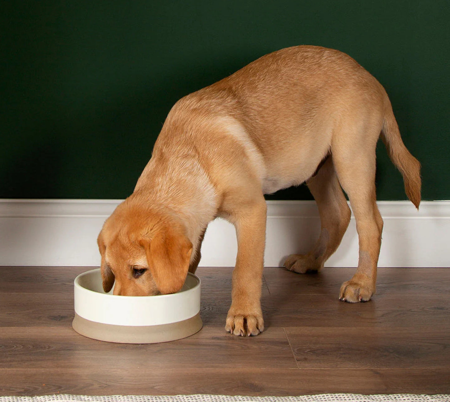 Ceramic Dog Bowl