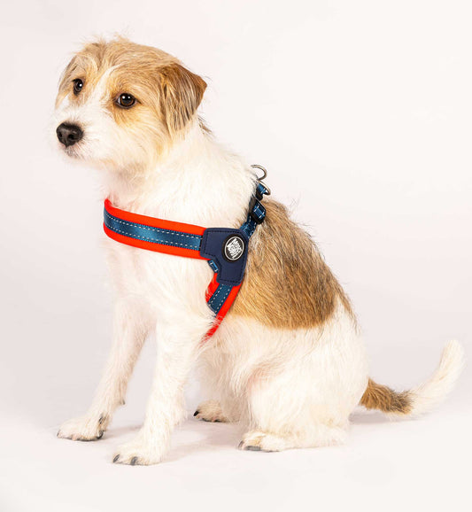 Q Fit Harness