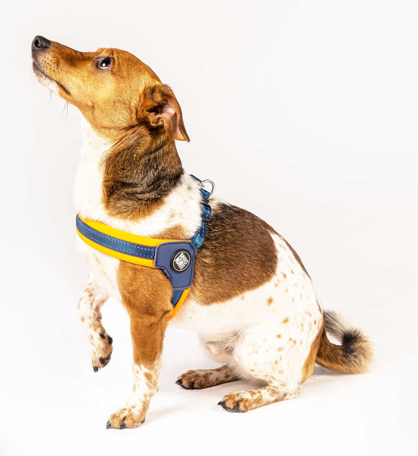 Q Fit Harness