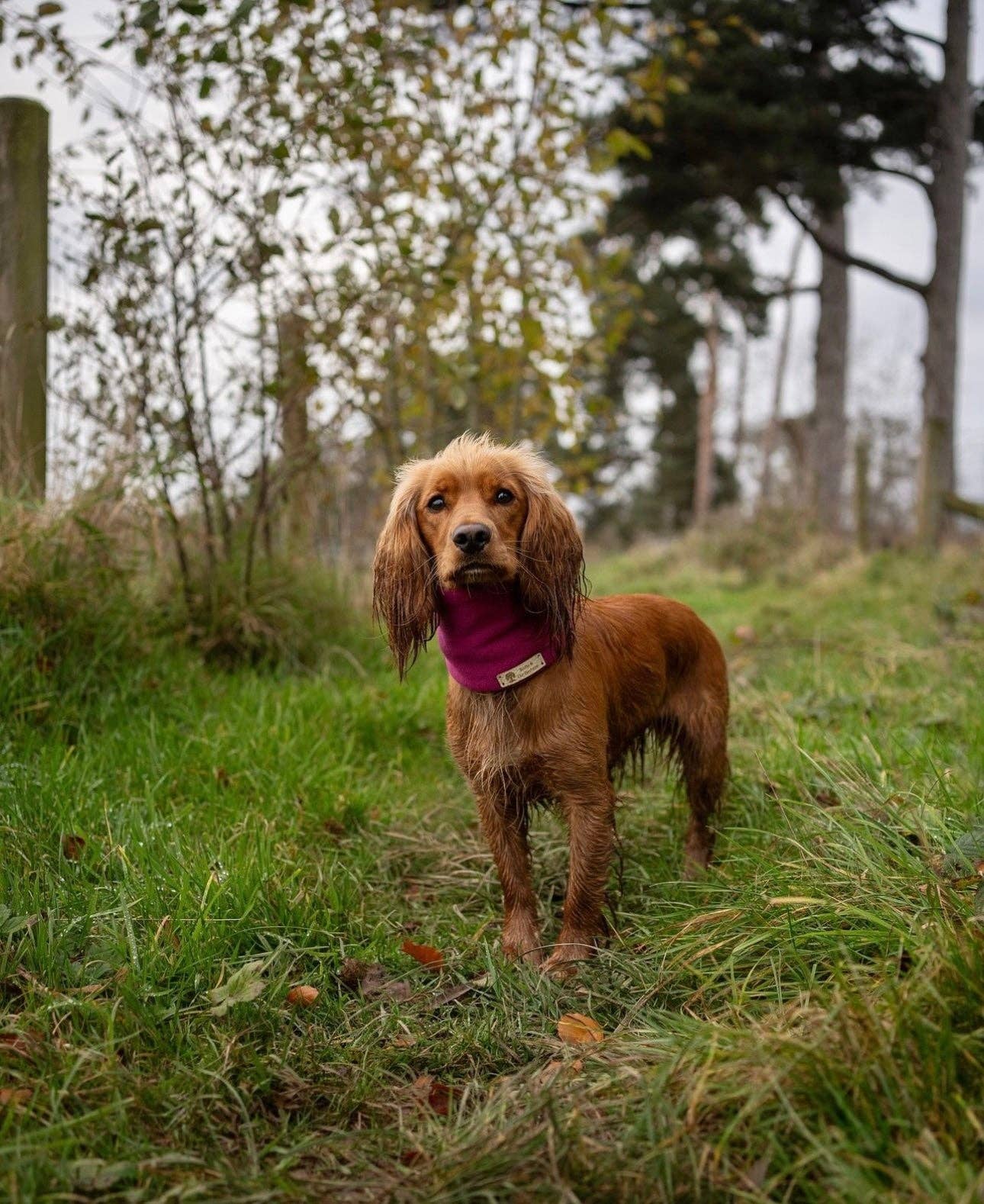 Fleece Dog Snood